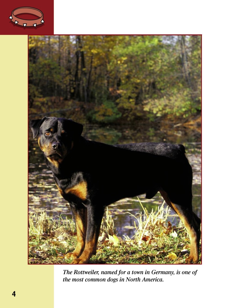 Eye To Eye With Dogs: Rottweilers — page 1
