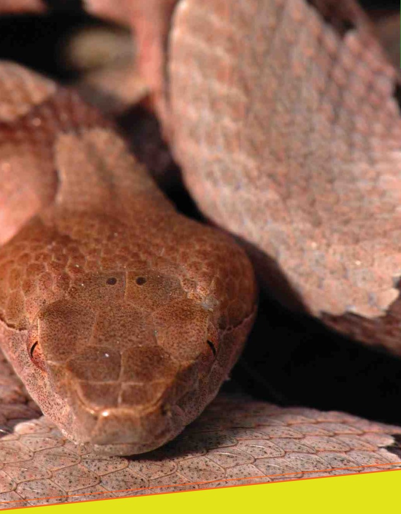 Amazing Reptiles: Copperheads — page 1