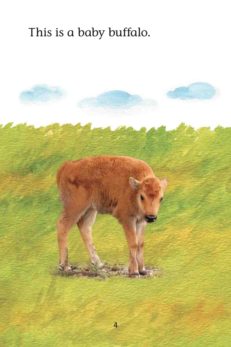 Magic Readers: Buffaloes Eat and Grow — page 1