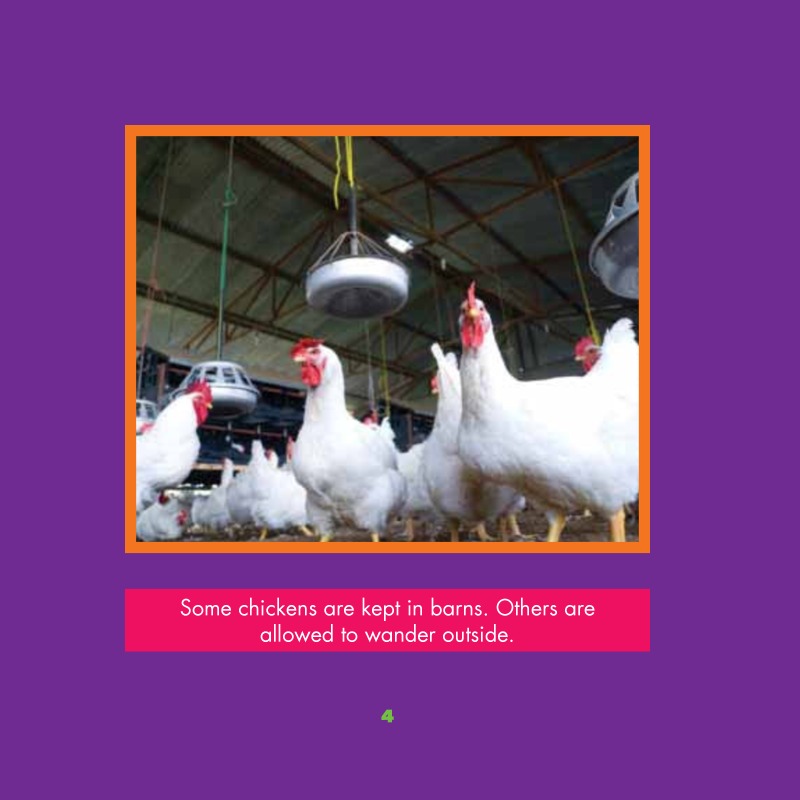 Farm Animals: Chickens — page 1