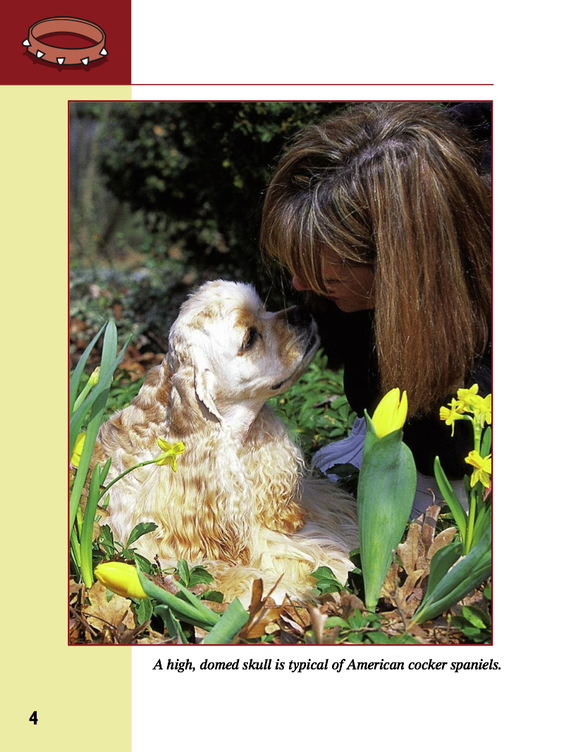 Eye To Eye With Dogs: Cocker Spaniels — page 1