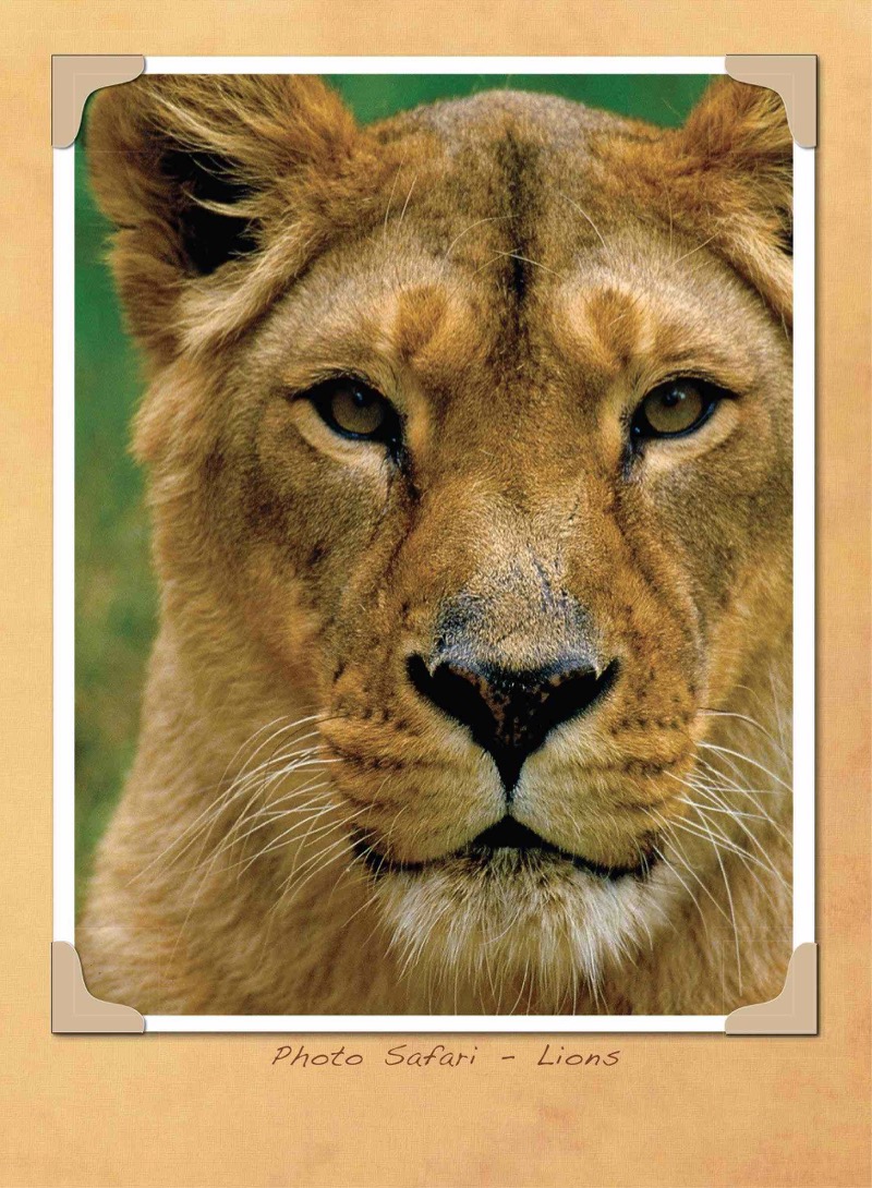 Go Wild Lions book cover