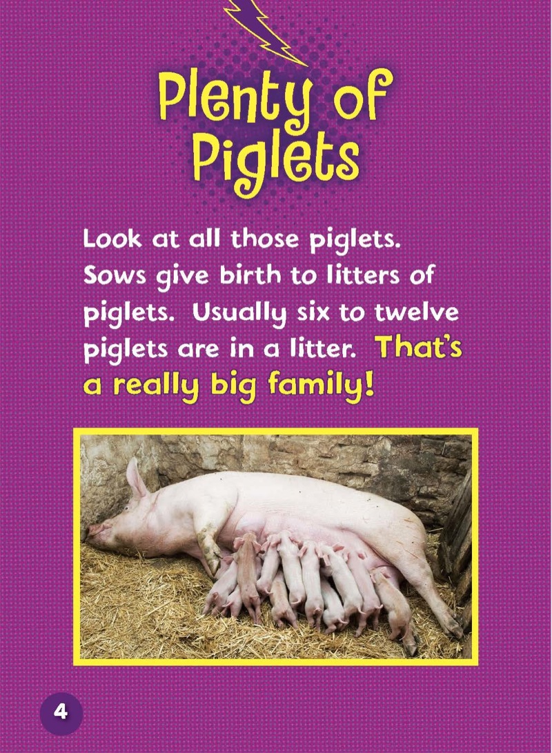 Meet a Baby Pig — page 1