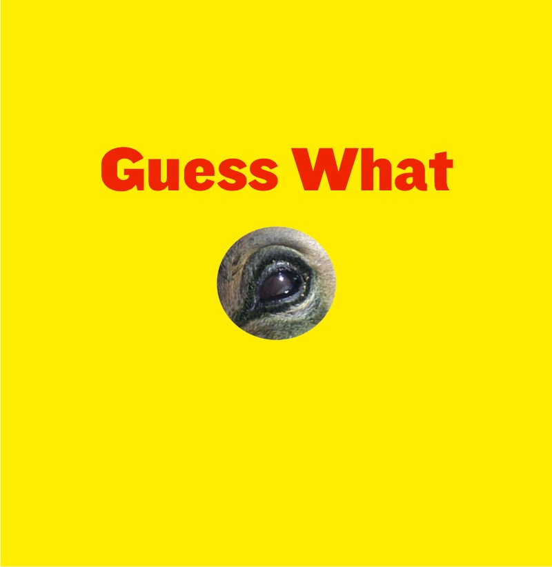 Sunny Swimmers book cover