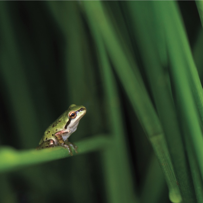 Frogs — page 1