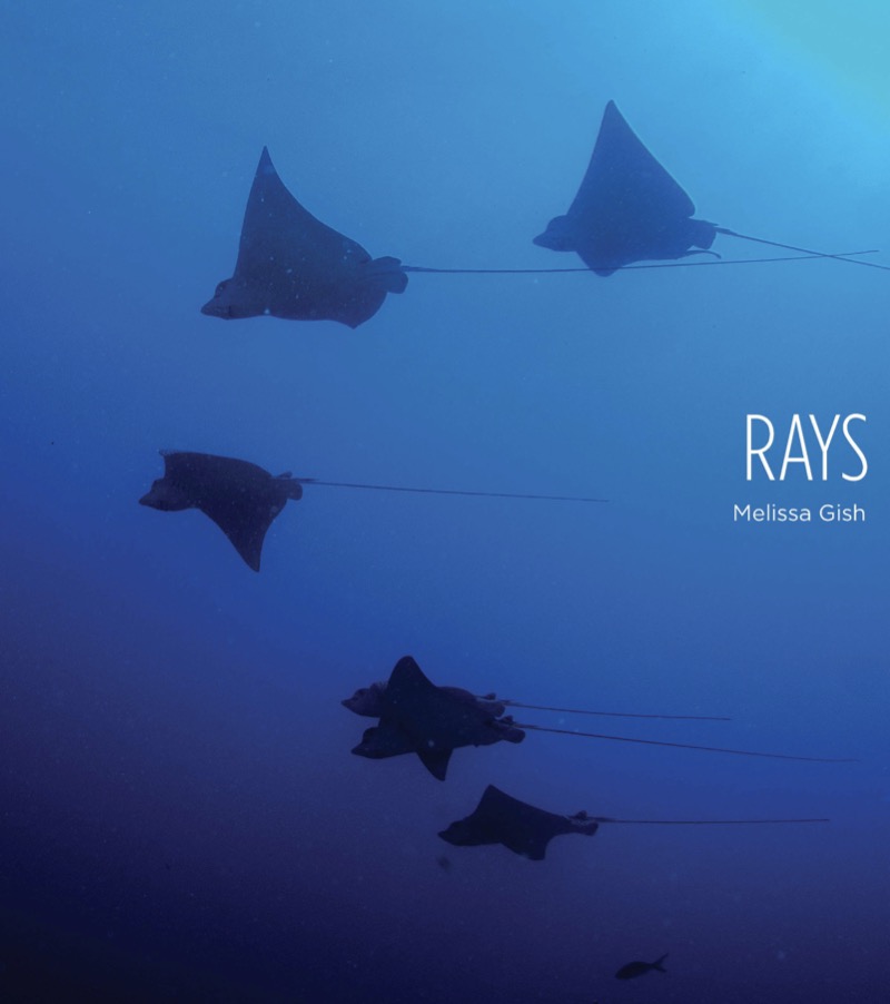 Rays book cover