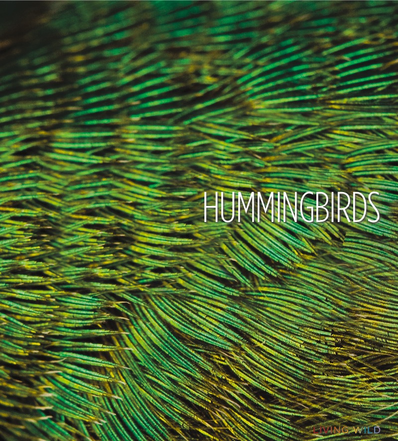 Hummingbirds book cover