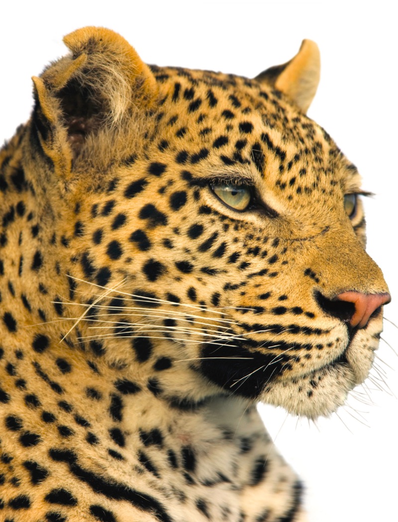 Leopards book cover