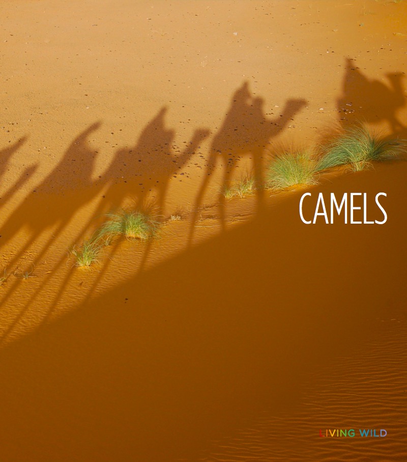 Camels book cover