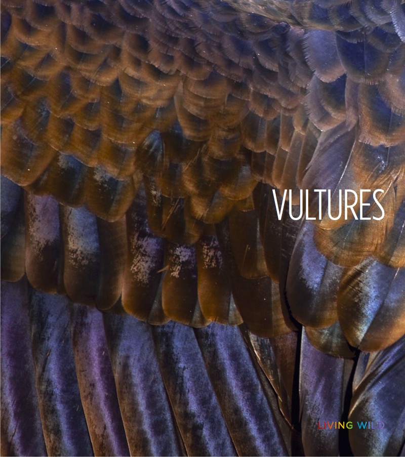 Vultures book cover