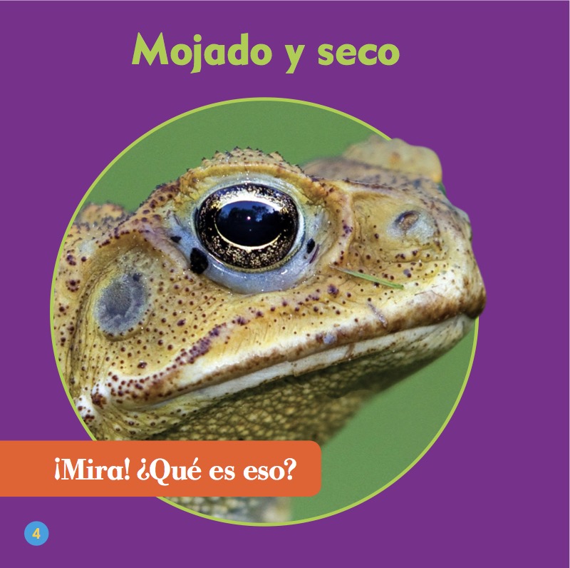 Clasificación Animal: Anfibios — page 1