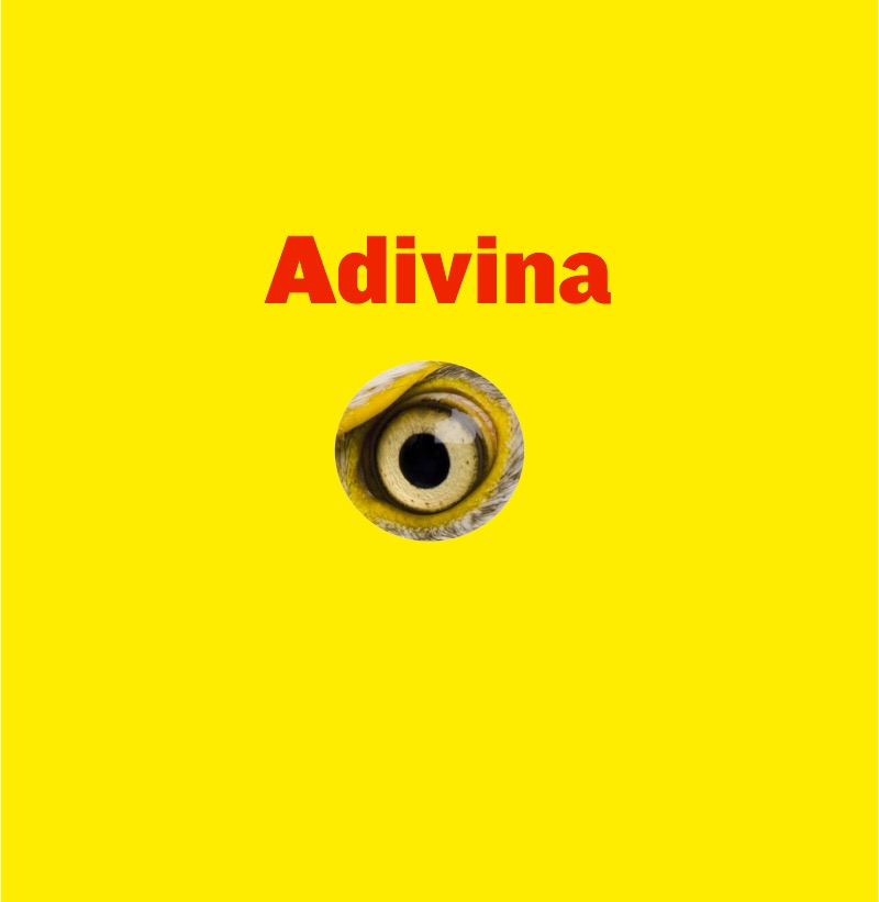 Valientes plumíferos: Águila book cover