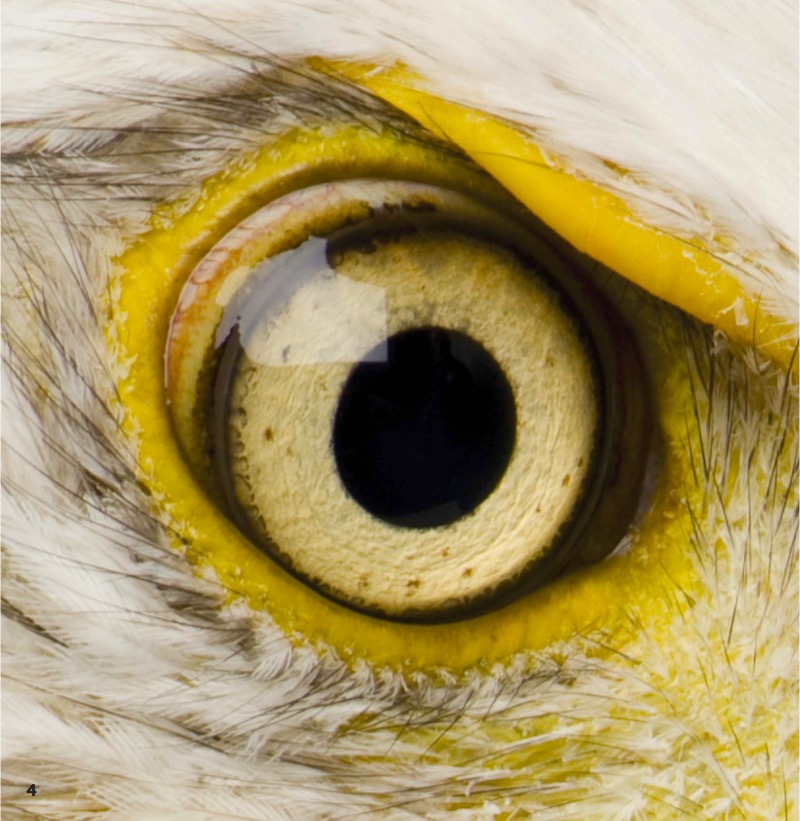 Valientes plumíferos: Águila — page 1