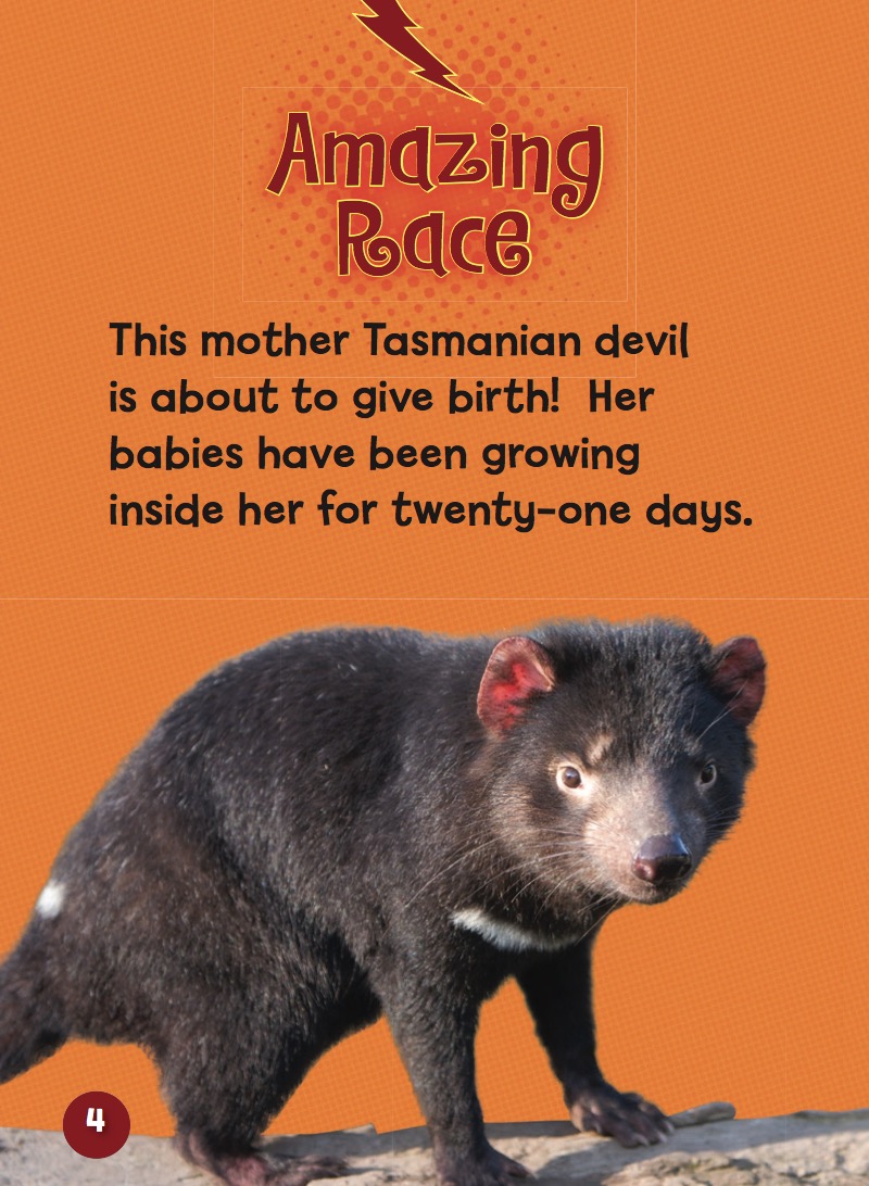 Meet a Baby Tasmanian Devil — page 1
