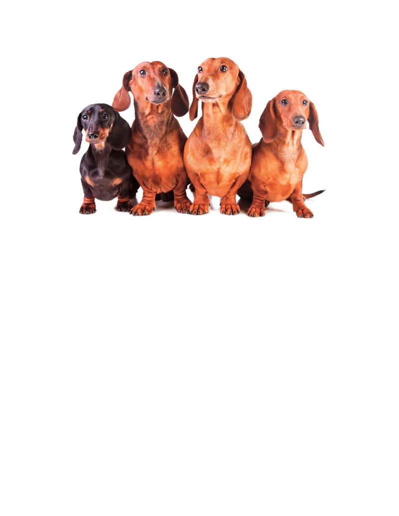 Dog Encyclopedia for Kids — page 1