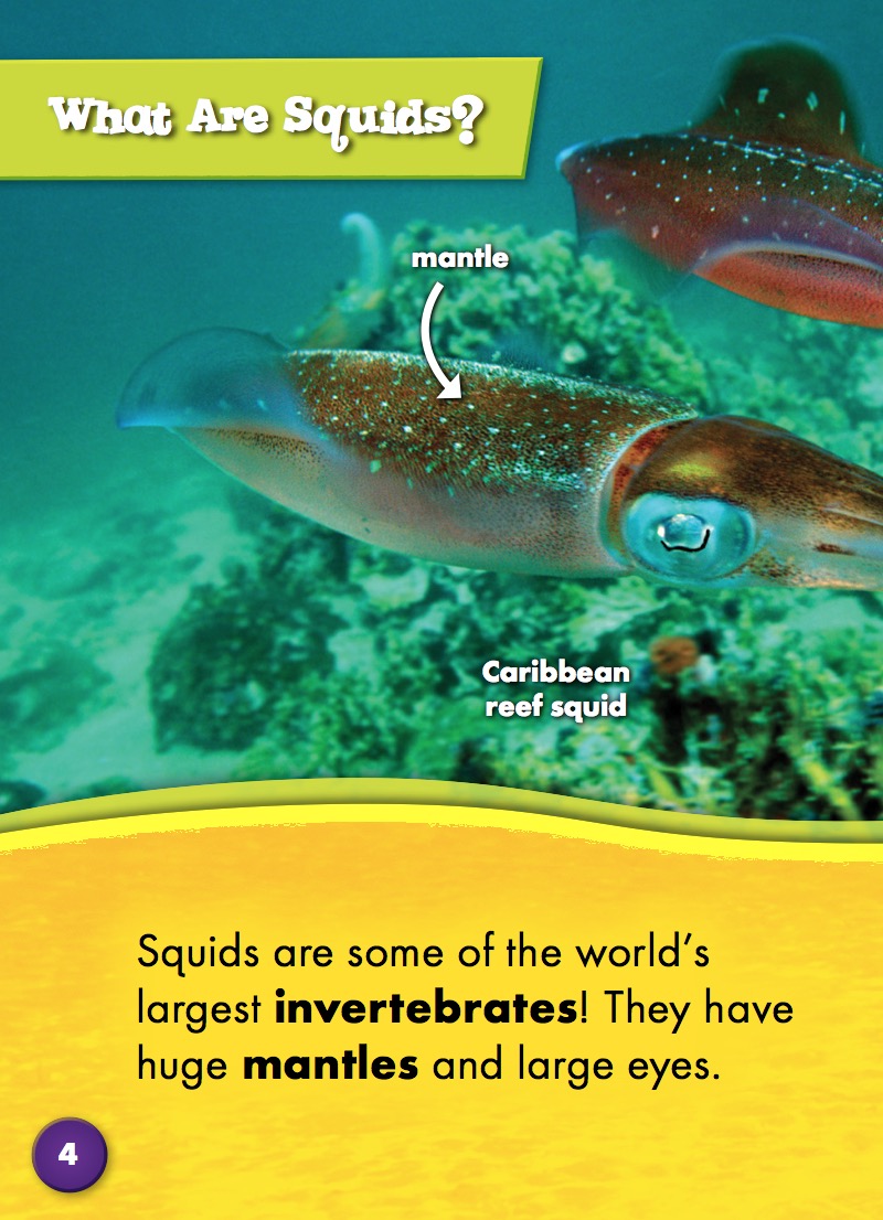 Ocean Life Up Close: Squids — page 1