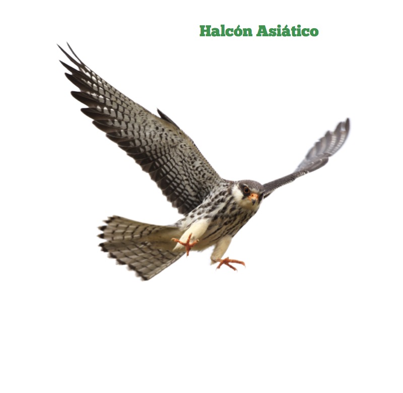 Aves de Presa — page 1