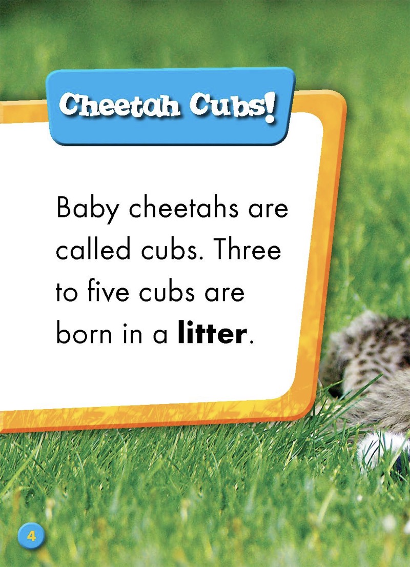 Super Cute! Baby Cheetahs — page 1