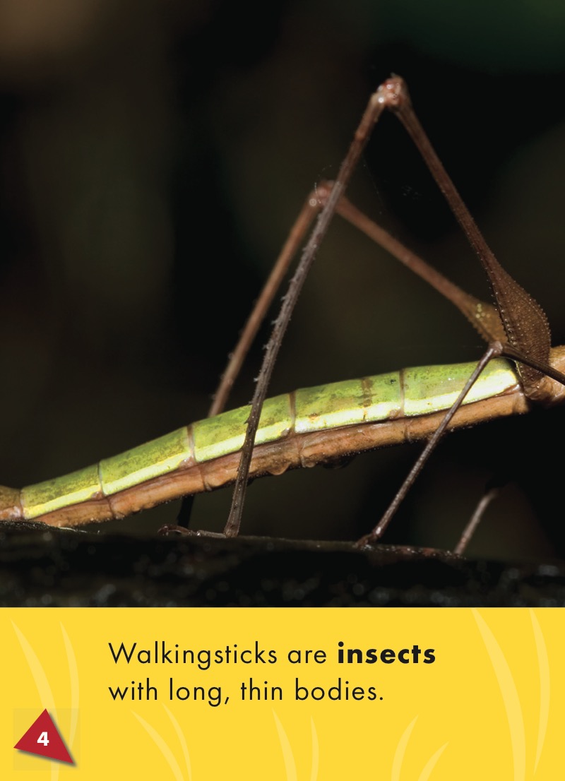 World of Insects: Walkingsticks — page 1