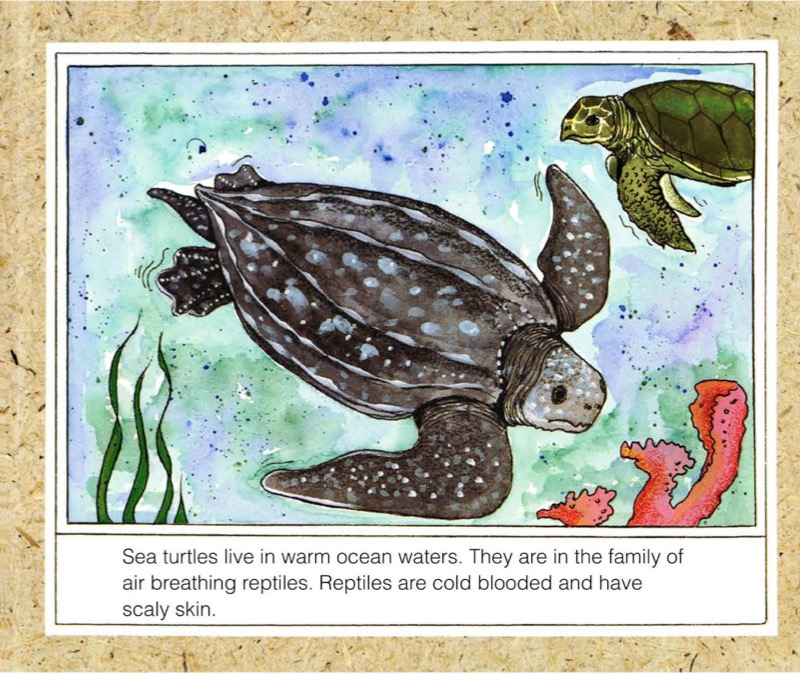 Sea Turtles — page 1
