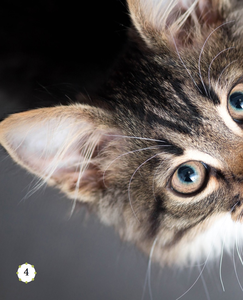 My Favorite Pet: Cats — page 1