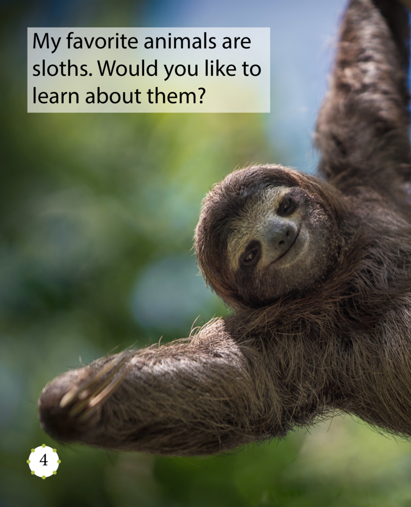 My Favorite Animal: Sloths — page 1