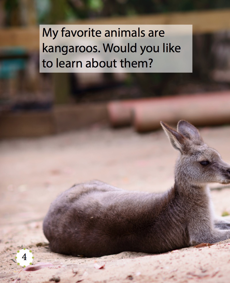My Favorite Animal: Kangaroos — page 1