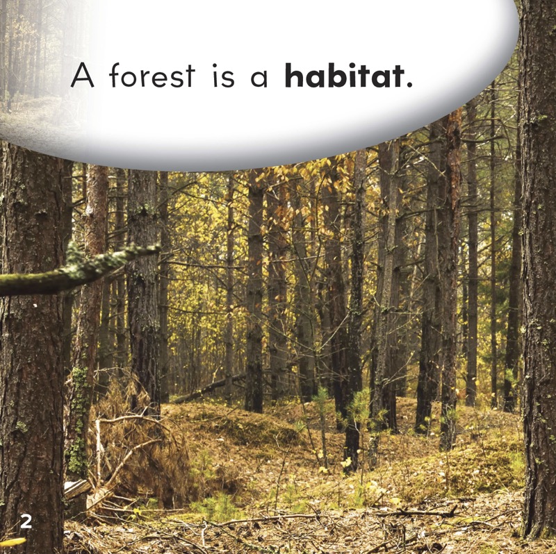 Food Chain In a Forest — page 1