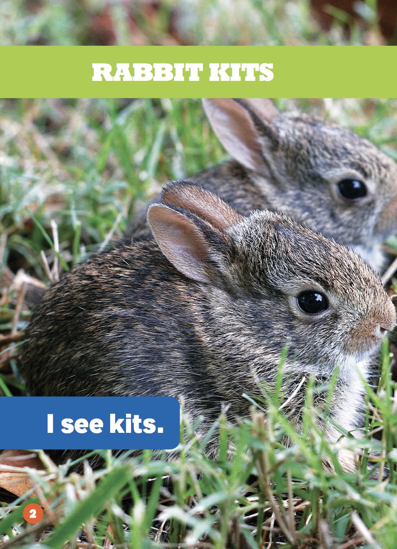 Rabbit Kits — page 1