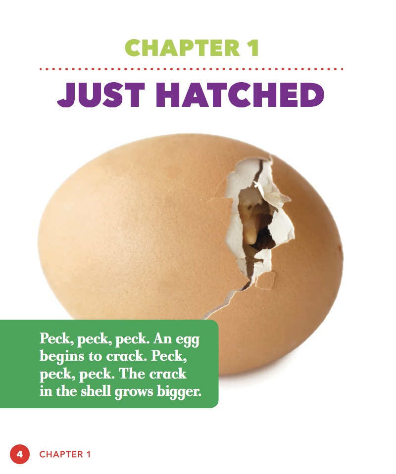 Life Cycle of a Chicken — page 1