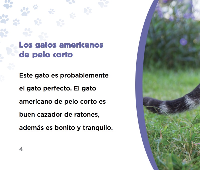 Gato americano de pelo corto — page 1