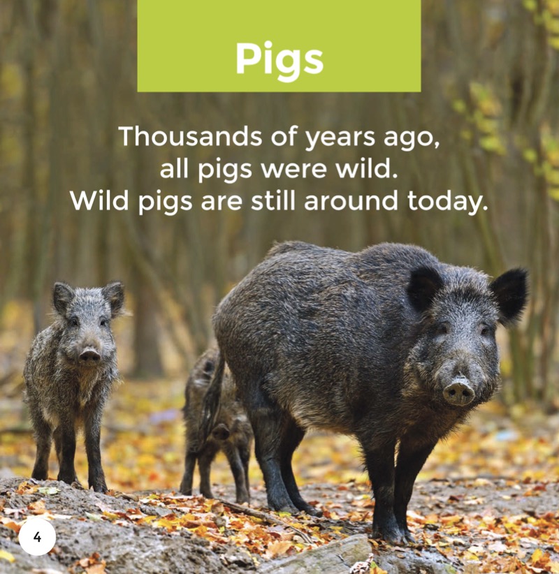 Pigs — page 1