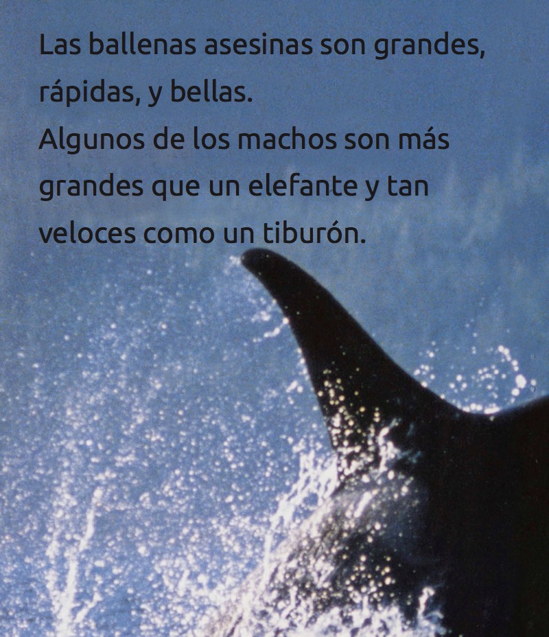 Ballenas Asesinas — page 1