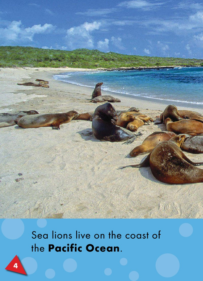 Sea Lions: Oceans Alive — page 1