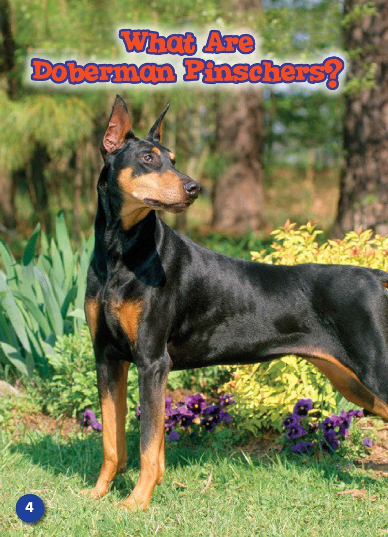 Doberman Pinschers: Dog Breeds — page 1