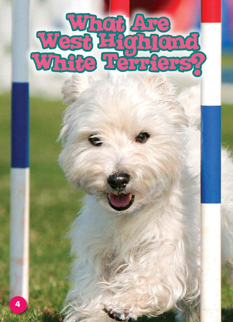 West Highland White Terriers: Dog Breeds — page 1