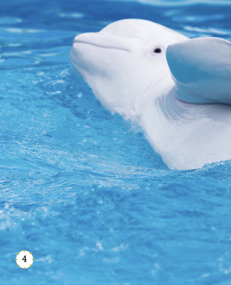 My Favorite Animal: Beluga Whales — page 1