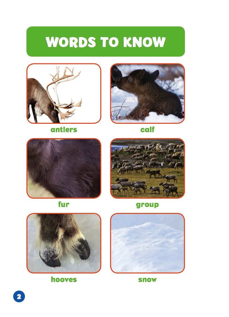 Polar Babies: Caribou Calves — page 1