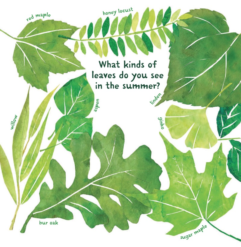 Summer Green to Autumn Gold: Uncovering Leaves' Hidden Colors — page 1