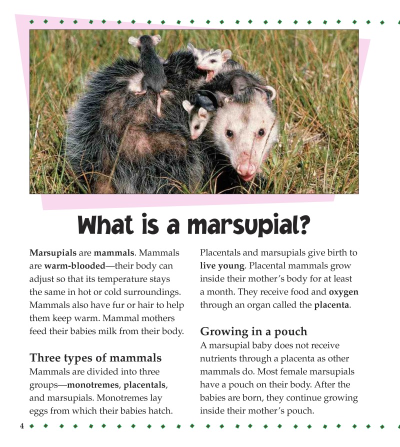 What is a Marsupial? — page 1