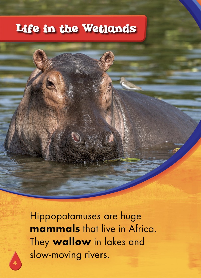 Animals of the Wetlands: Hippopotamuses — page 1