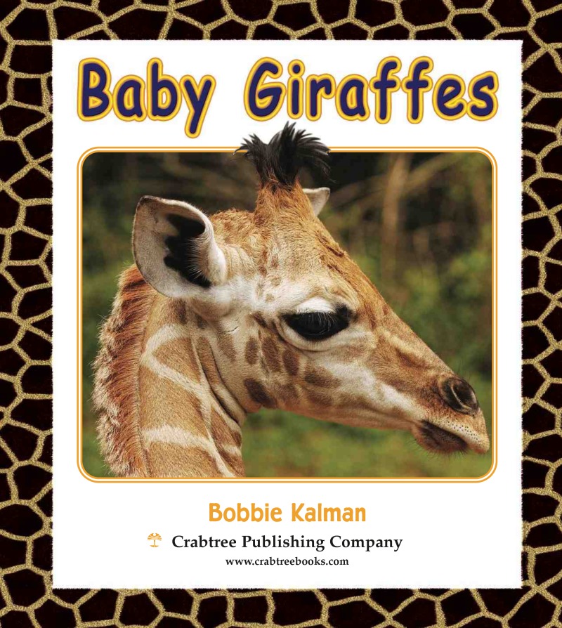 Baby Giraffes book cover