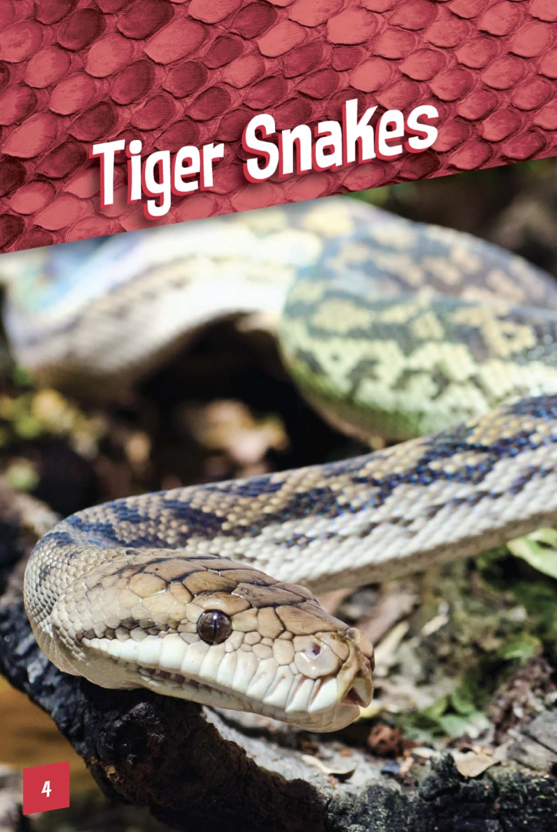 Tiger Snakes — page 1