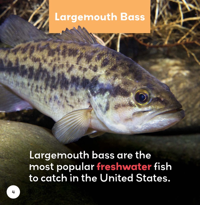 Freshwater Fish: Largemouth Bass — page 1