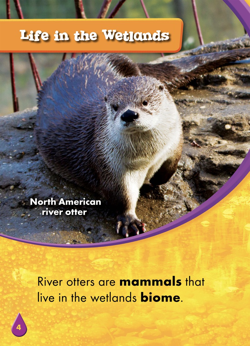 Animals of the Wetlands: River Otters — page 1