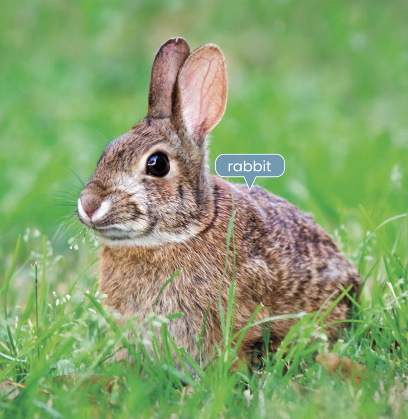 Alphabet Fun: R is for Rabbit — page 1