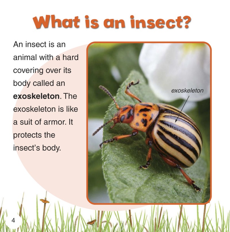 Life Cycles of Insects — page 1