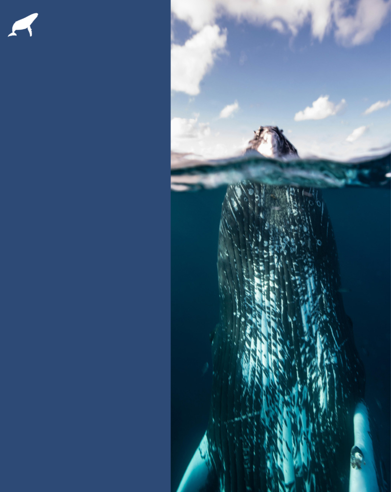 Whales / Las ballenas — page 1