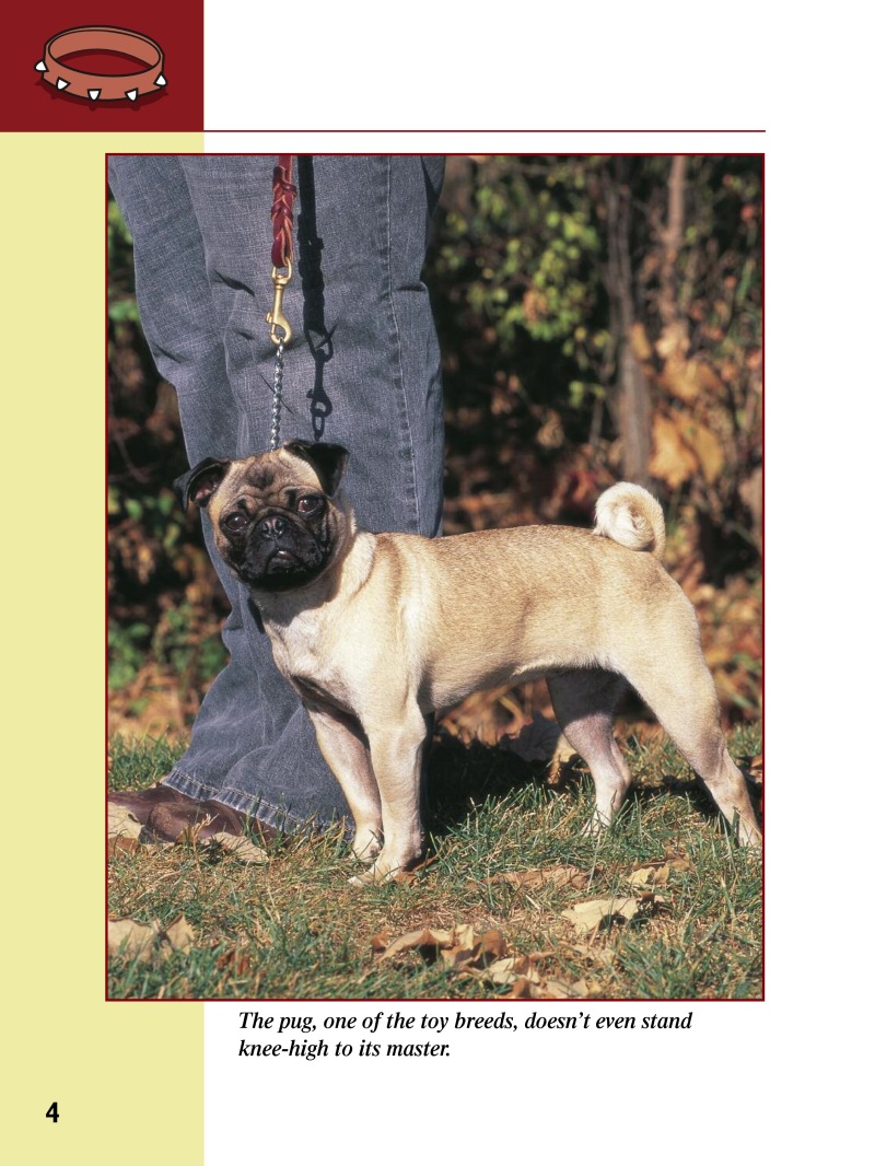 Eye To Eye With Dogs: Pugs — page 1