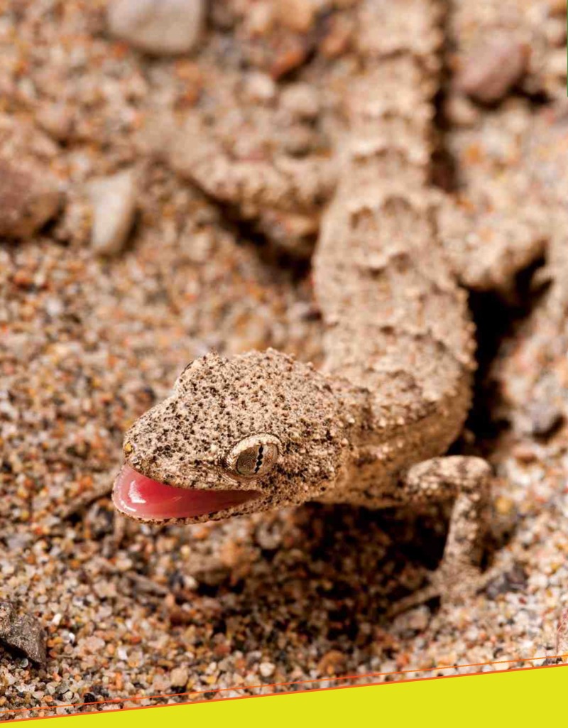 Amazing Reptiles: Geckos — page 1